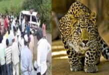 अकोलेत बिबट्याचा घातक हल्ला; गाडीतील पेट्रोल संपल्याने पायी जाणाऱ्या मजुराचा बळी